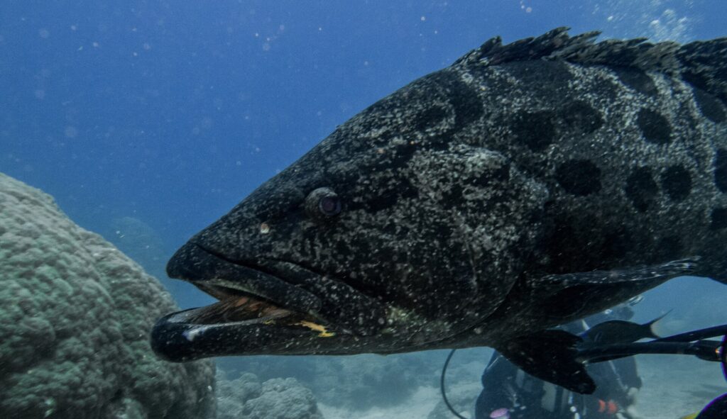 La tête d'un gros mérou patate gris tacheté de noir, gueule entrouverte, vue de près sur fond bleu, un plongeur flou derrière lui