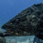 La tête d'un gros mérou patate gris tacheté de noir, gueule entrouverte, vue de près sur fond bleu, un plongeur flou derrière lui