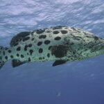 Un mérou patate de profil entier sous la surface, le corps blanchâtre couvert de grosses taches noires arrondies, la tête et les nageoires mouchetées de noir