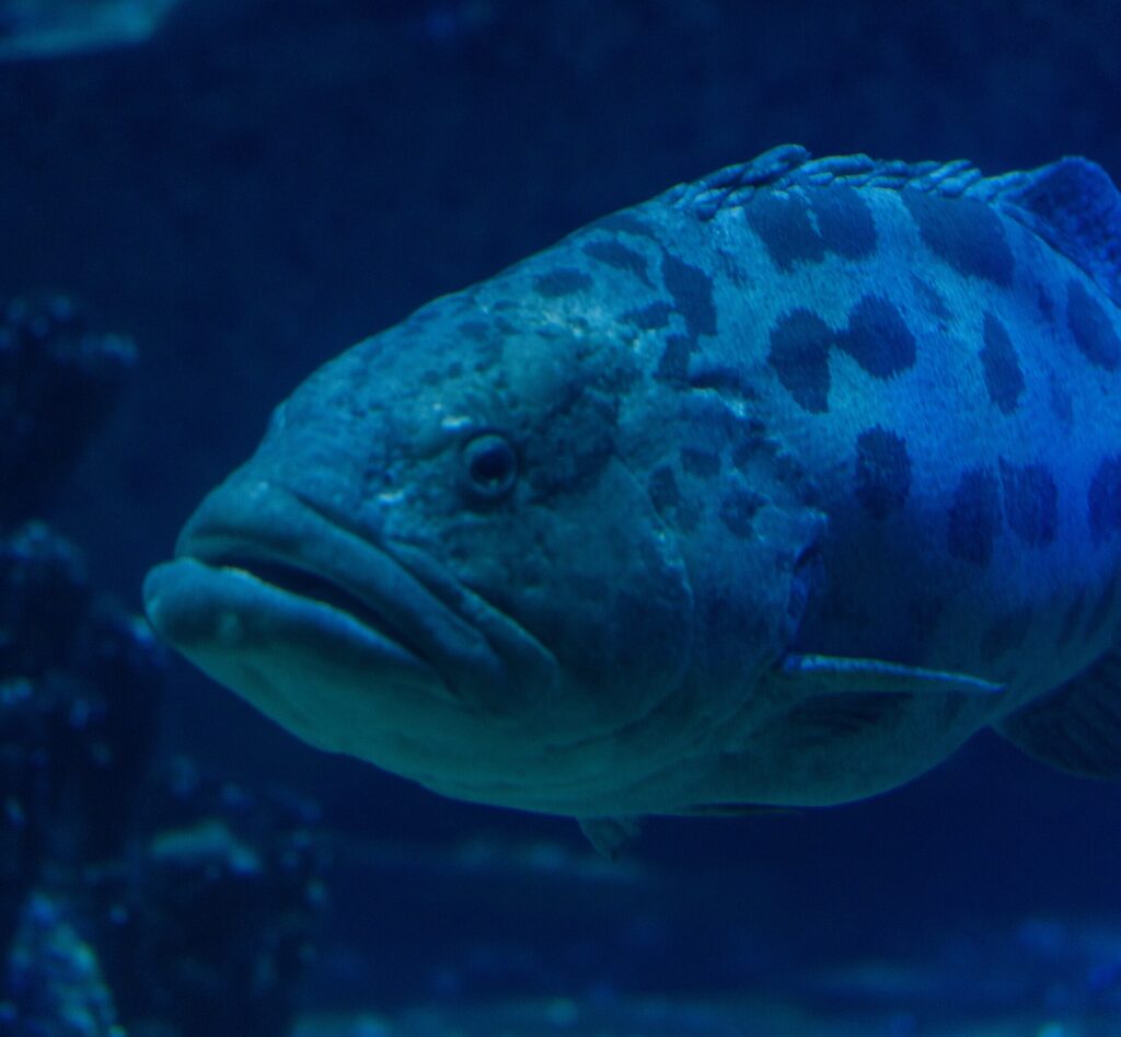 Gros plan sur la tête d'un mérou patate aux lèvres épaisses, l'œil entouré de marques sombres et de grosses taches sur le haut du corps, dans une eau bleu sombre