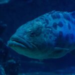Gros plan sur la tête d'un mérou patate aux lèvres épaisses, l'œil entouré de marques sombres et de grosses taches sur le haut du corps, dans une eau bleu sombre