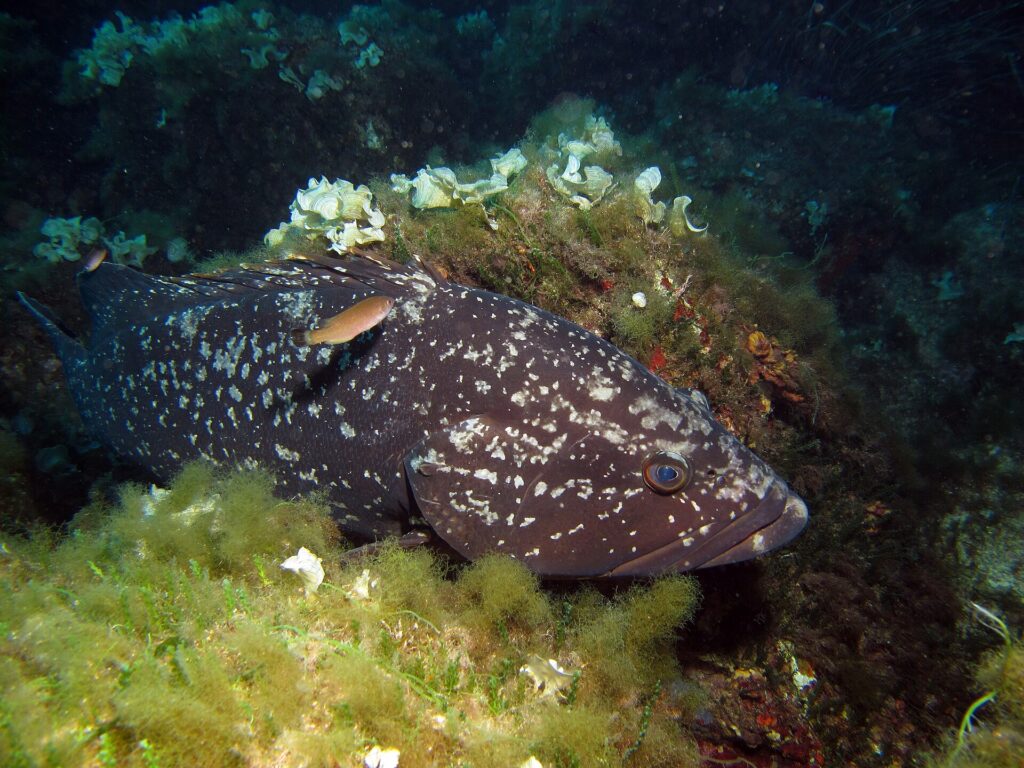 Un gros mérou brun à la robe sombre tachetée de blanc, couché contre un rocher couvert d'algues vertes et d'algues claires en éventail, tête à droite, un petit poisson orangé passant au-dessus de son dos.