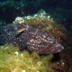 Un gros mérou brun à la robe sombre tachetée de blanc, couché contre un rocher couvert d'algues vertes et d'algues claires en éventail, tête à droite, un petit poisson orangé passant au-dessus de son dos.