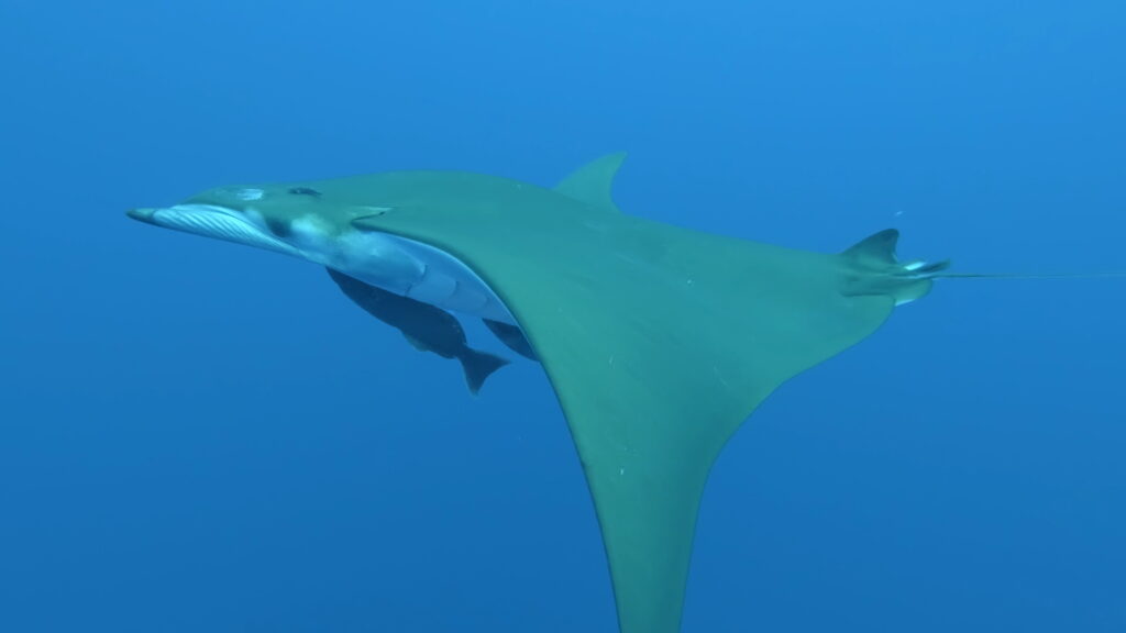 Une raie mobula vue par-dessous et de côté, ventre blanc, ailes en faucille vert olive, deux rémoras accrochés sous elle, dans une eau bleue limpide