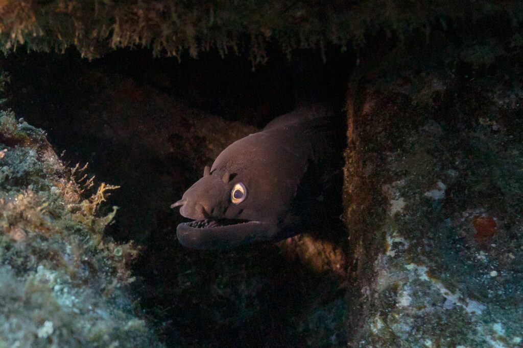 Une murène noire sort la tête d'une fissure sombre entre des roches couvertes d'algues, gueule entrouverte sur ses dents, œil cerclé d'or éclairé par la lampe