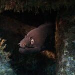 Une murène noire sort la tête d'une fissure sombre entre des roches couvertes d'algues, gueule entrouverte sur ses dents, œil cerclé d'or éclairé par la lampe
