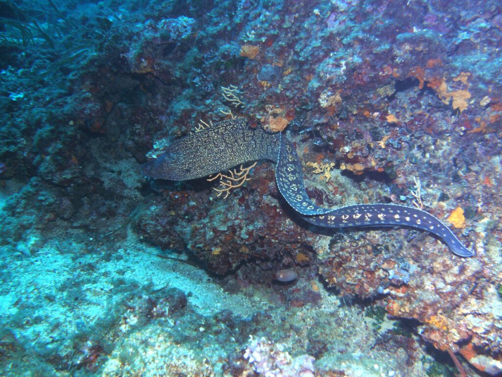 Une murène commune nage à découvert le long d'un tombant rocheux, la tête à gauche : long corps de serpent sans nageoires pectorales, brun sombre marbré de jaune pâle à l'avant et semé de taches claires en rosettes vers la queue.