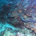 Une murène commune nage à découvert le long d'un tombant rocheux, la tête à gauche : long corps de serpent sans nageoires pectorales, brun sombre marbré de jaune pâle à l'avant et semé de taches claires en rosettes vers la queue.