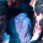 Une murène sort la tête d'une faille tapissée d'algues rouges : peau ridée gris violacé semée de petits points clairs, petit œil cerclé de blanc, deux narines en petits tubes, l'une au bout du museau, l'autre en avant de l'œil, et bouche entrouverte sur une rangée de dents.