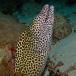 Une murène léopard, blanche à taches brunes, dressée hors de son trou la gueule ouverte, sur fond de sable et de corail