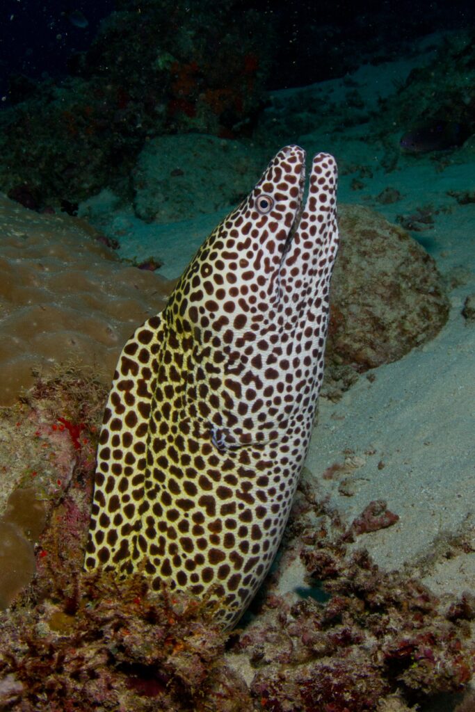 Une murène léopard, blanche à taches brunes, dressée hors de son trou la gueule ouverte, sur fond de sable et de corail