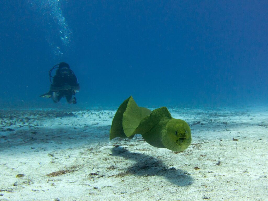 Une murène verte nage en pleine eau au-dessus du sable, gueule entrouverte, un plongeur en arrière-plan dans le bleu, à Cozumel