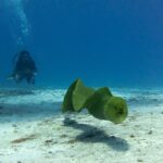 Une murène verte nage en pleine eau au-dessus du sable, gueule entrouverte, un plongeur en arrière-plan dans le bleu, à Cozumel