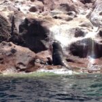 Un mâle d'otarie de Californie dressé sur un rocher rose au bord de l'eau, un jeune à côté de lui, à Los Islotes