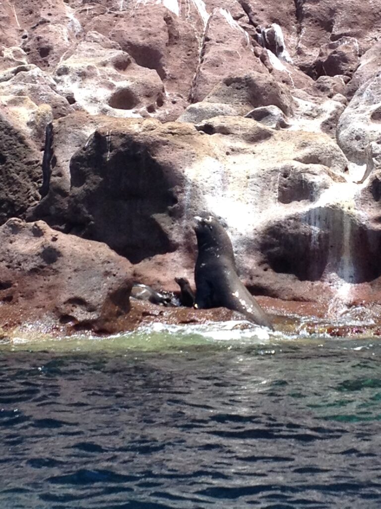 Un mâle d'otarie de Californie dressé sur un rocher rose au bord de l'eau, un jeune à côté de lui, à Los Islotes