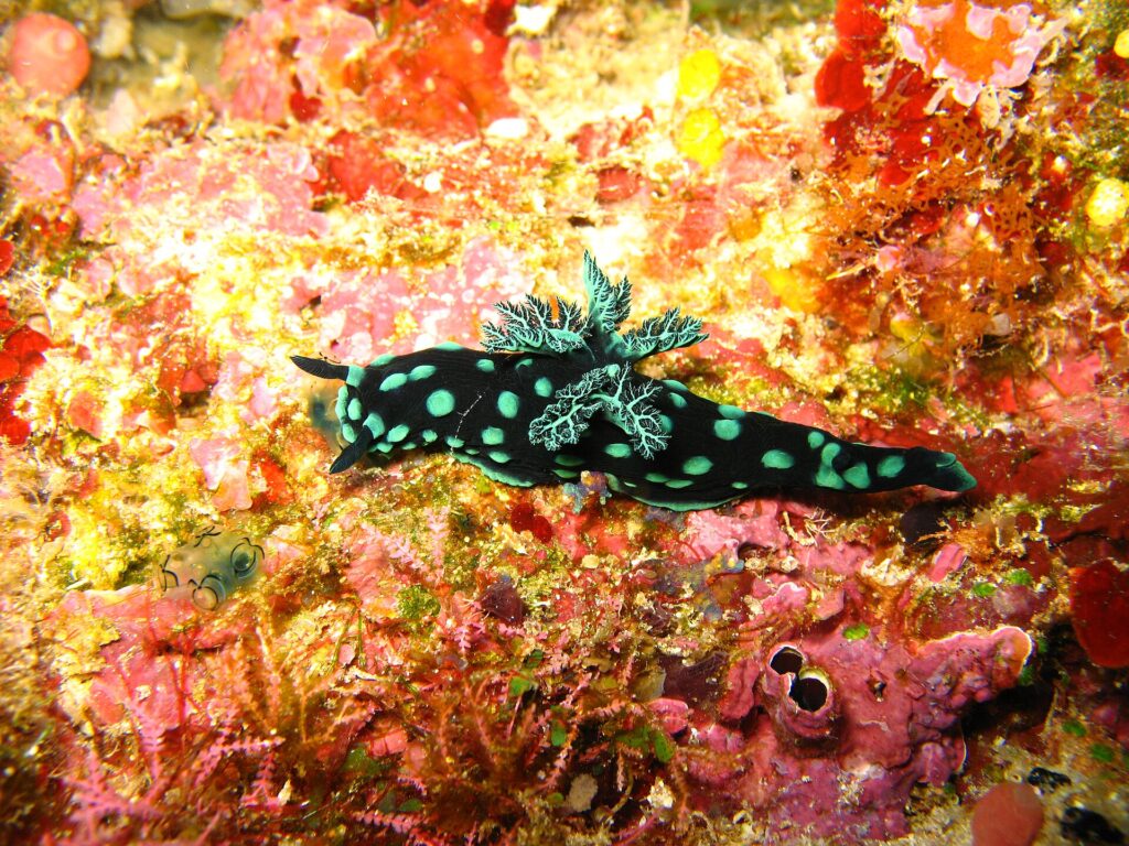 Un nudibranche noir constellé de taches vert turquoise, branchies ramifiées dressées sur le dos, qui rampe sur une paroi tapissée d'éponges rouges, roses et jaunes.