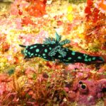 Un nudibranche noir constellé de taches vert turquoise, branchies ramifiées dressées sur le dos, qui rampe sur une paroi tapissée d'éponges rouges, roses et jaunes.
