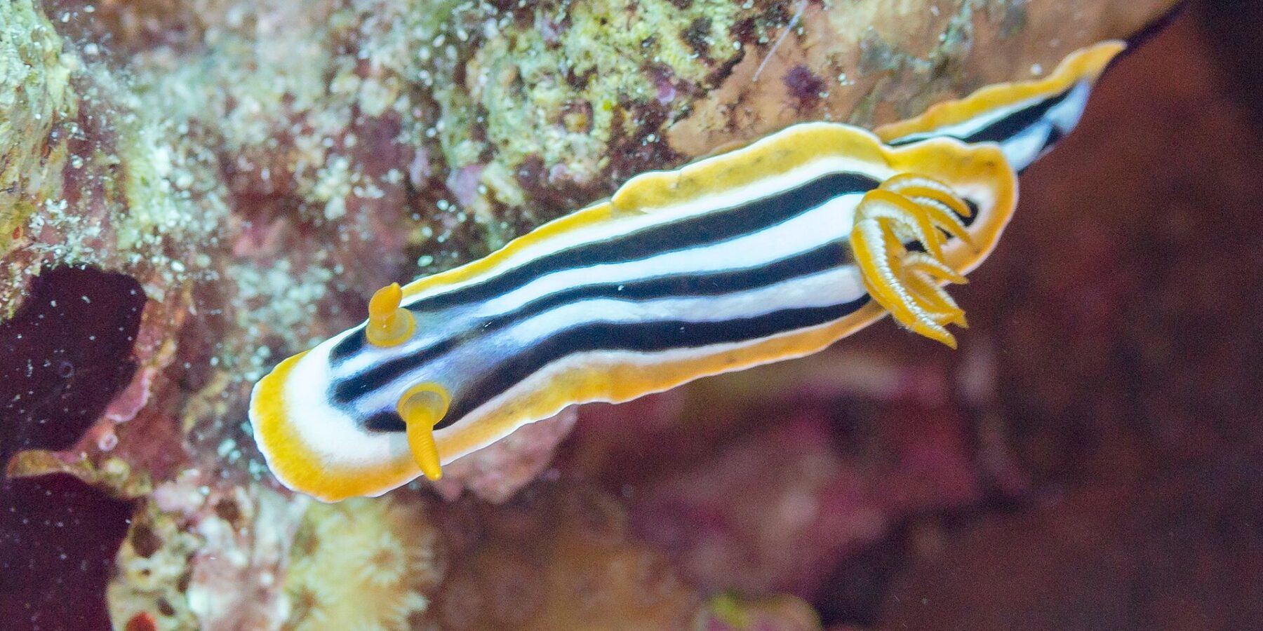 Un nudibranche allongé rayé de noir et de blanc bleuté, bordé d'orange, deux rhinophores orange dressés à l'avant et un panache de branchies orange à l'arrière, sur le récif