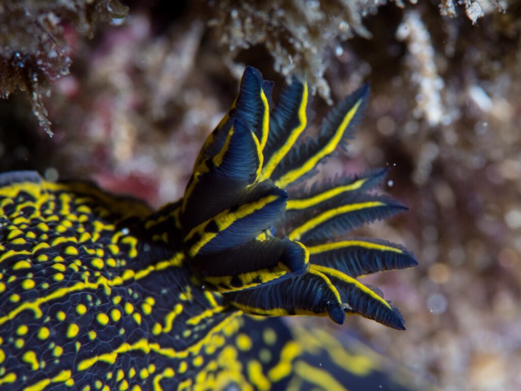 Gros plan sur le panache de branchies plumeuses d'un nudibranche bleu nuit, chaque feuillet bordé de jaune, sur un dos semé de points et de lignes jaunes