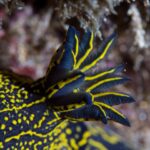 Gros plan sur le panache de branchies plumeuses d'un nudibranche bleu nuit, chaque feuillet bordé de jaune, sur un dos semé de points et de lignes jaunes