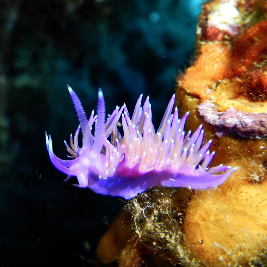 Une flabelline violette sur une éponge orange, le dos hérissé de cérates violets à cœur orange et pointe blanche, deux rhinophores annelés dressés sur la tête