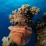 Une grande ponte de nudibranche en ruban rose saumon, plissée comme une collerette, enroulée au pied d'un corail mou sous la surface