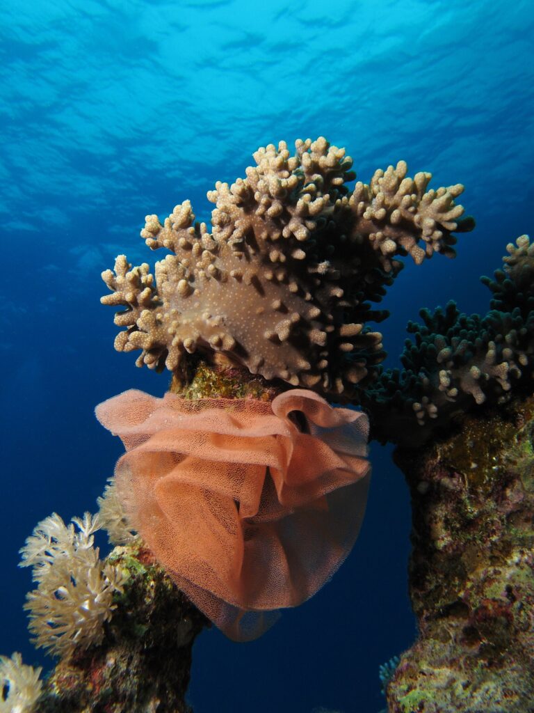 Une grande ponte de nudibranche en ruban rose saumon, plissée comme une collerette, enroulée au pied d'un corail mou sous la surface