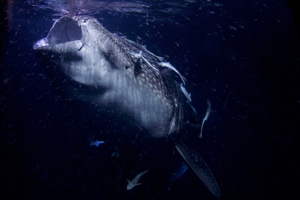 Portrait de face d'un requin-baleine la gueule béante, de nuit, dans une eau noire pleine de plancton, des rémoras collés sur sa tête