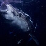 Portrait de face d'un requin-baleine la gueule béante, de nuit, dans une eau noire pleine de plancton, des rémoras collés sur sa tête