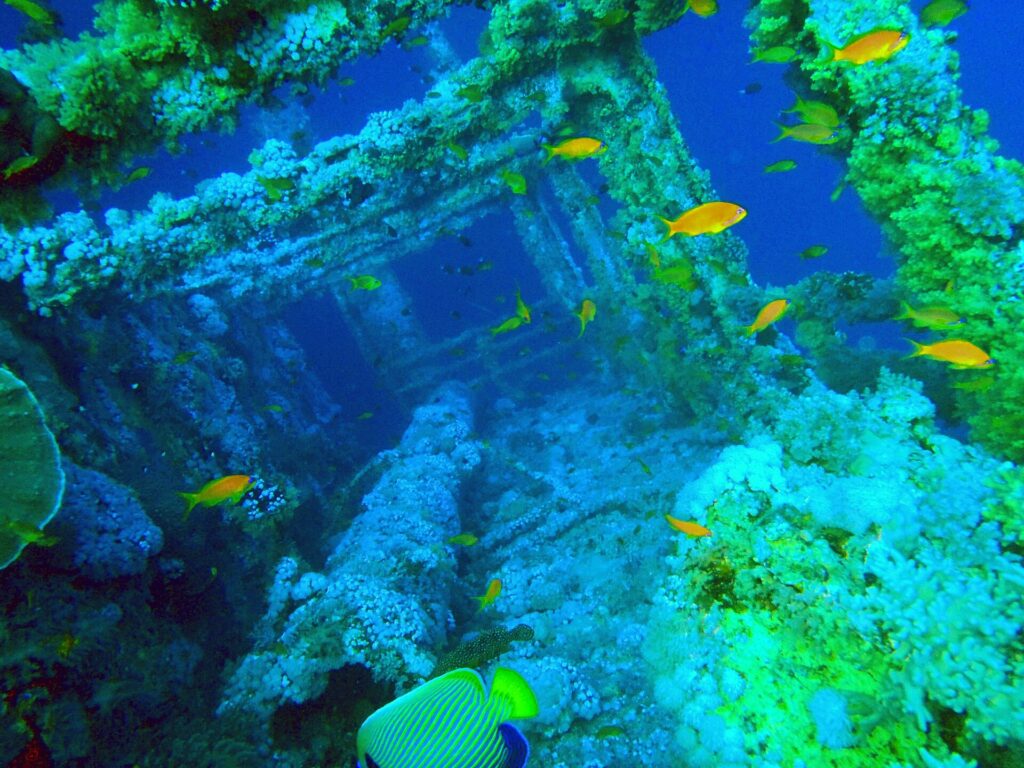 Les superstructures du Numidia couvertes de coraux mous, des anthias orange tout autour et un poisson-ange empereur au premier plan, dans une eau bleu-vert