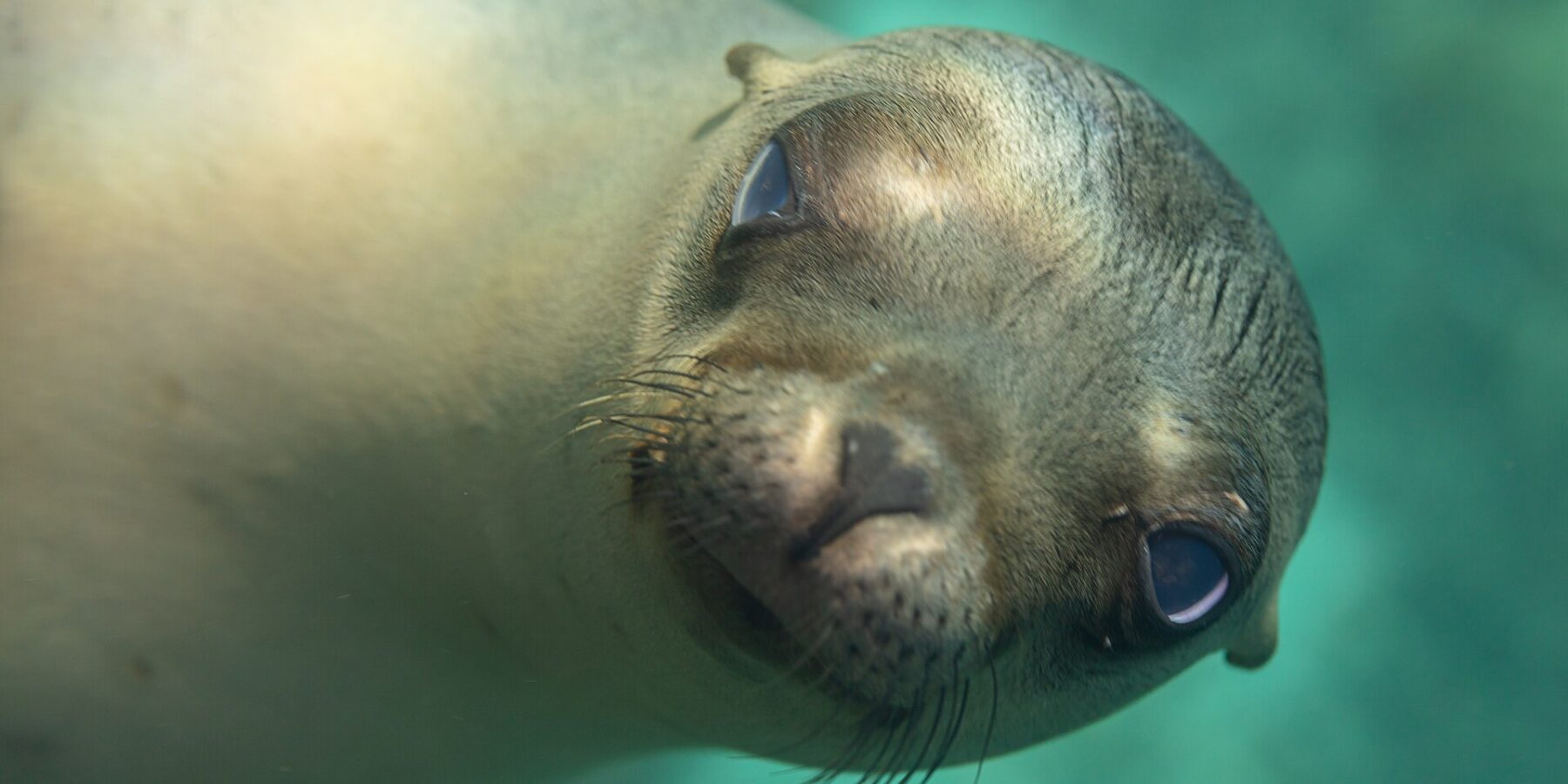 Gros plan sur la tête d'une jeune otarie de Californie qui regarde l'objectif, museau pointé, moustaches claires, dans une eau turquoise