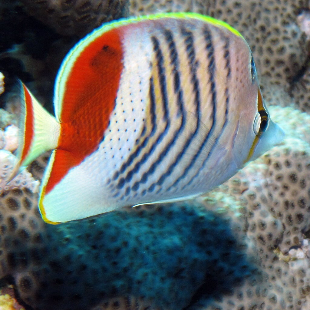 Un poisson-papillon à couronne, blanc rayé de noir avec le dos rouge, en gros plan devant un corail