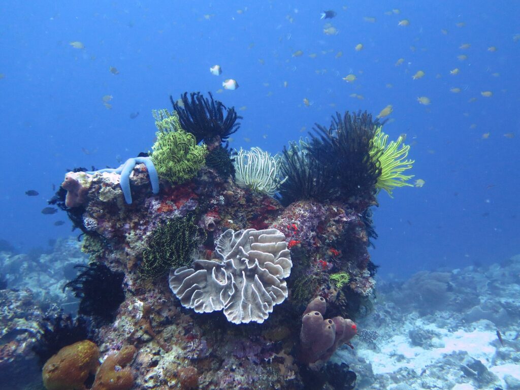 Une patate de corail couverte de comatules noires, jaunes et blanches, avec une étoile de mer bleue, un corail en feuilles pâle au centre et des éponges tubulaires mauves, sous un nuage de petits poissons dans le bleu.