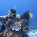 Une patate de corail couverte de comatules noires, jaunes et blanches, avec une étoile de mer bleue, un corail en feuilles pâle au centre et des éponges tubulaires mauves, sous un nuage de petits poissons dans le bleu.