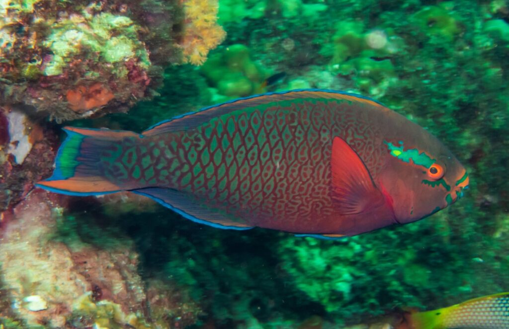 Un poisson-perroquet sombre aux écailles rouges bordées de vert, l'oeil orange et une tache verte sur la joue, devant la paroi verdie de Hin Daeng