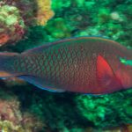 Un poisson-perroquet sombre aux écailles rouges bordées de vert, l'oeil orange et une tache verte sur la joue, devant la paroi verdie de Hin Daeng