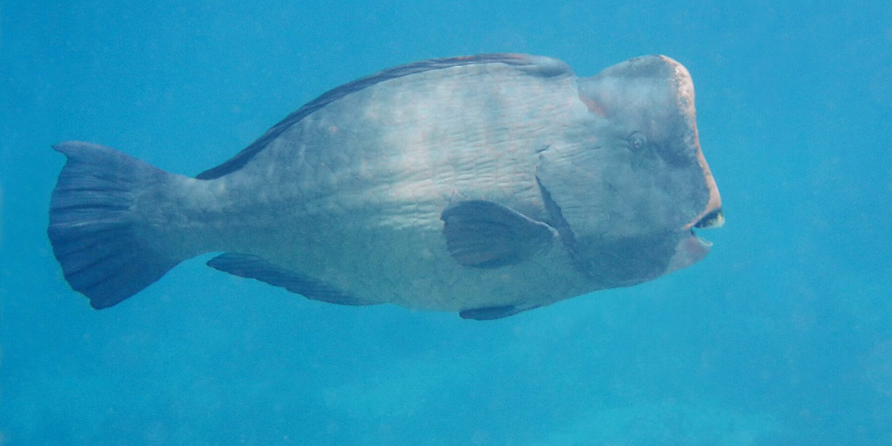 Un perroquet à bosse adulte de profil en pleine eau bleue, le front vertical surmonté d'une bosse et les plaques dentaires blanches visibles au bout du museau