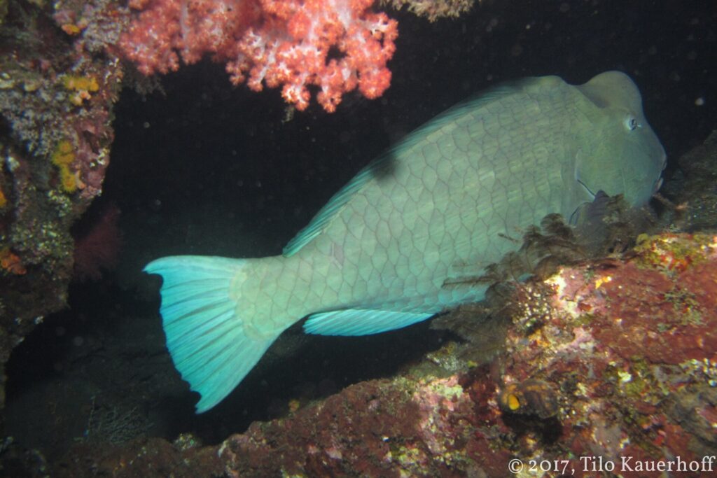 Un perroquet à bosse gris-vert endormi sous un surplomb de l'épave, à côté d'un corail mou rose, éclairé à la lampe de nuit