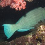 Un perroquet à bosse gris-vert endormi sous un surplomb de l'épave, à côté d'un corail mou rose, éclairé à la lampe de nuit