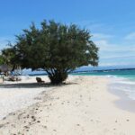 Une plage de sable blanc où un grand arbre touffu ombrage une chaise longue, des paillotes à toit de chaume à gauche et la mer turquoise qui déferle doucement à droite, sous un ciel bleu.