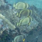 Quatre platax orbiculaires au-dessus d'une tôle du Thistlegorm couverte de coraux mous