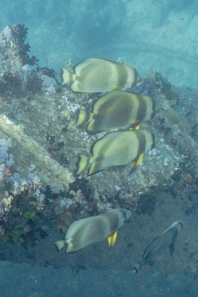 Quatre platax orbiculaires au-dessus d'une tôle du Thistlegorm couverte de coraux mous