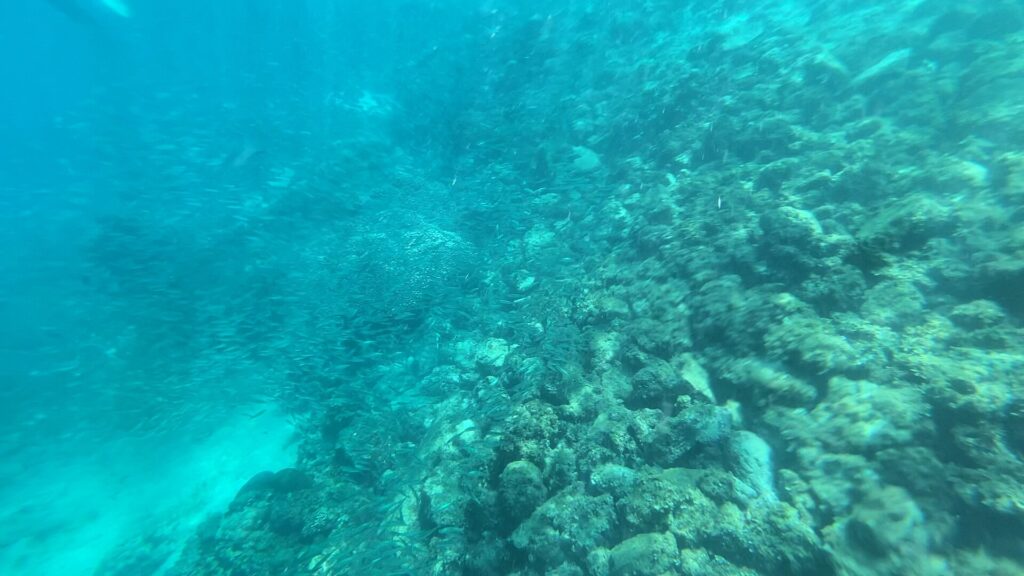 Un fond de roches et de coraux en pente dans une eau turquoise un peu voilée, longé par un banc diffus de petits poissons argentés, avec une bande de sable en bas à gauche.