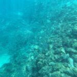 Un fond de roches et de coraux en pente dans une eau turquoise un peu voilée, longé par un banc diffus de petits poissons argentés, avec une bande de sable en bas à gauche.