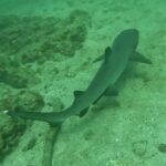 Un requin pointes blanches de récif vu d'au-dessus file en diagonale au ras du sable, les pointes blanches de la dorsale et de la queue bien visibles, le long de blocs rocheux couverts d'algues dans une eau verte.