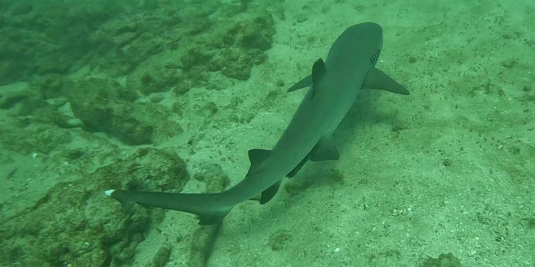 Un requin pointes blanches de récif vu d'au-dessus file en diagonale au ras du sable, les pointes blanches de la dorsale et de la queue bien visibles, le long de blocs rocheux couverts d'algues dans une eau verte.