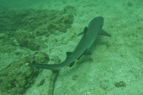 Un requin pointes blanches de récif vu d'au-dessus file en diagonale au ras du sable, les pointes blanches de la dorsale et de la queue bien visibles, le long de blocs rocheux couverts d'algues dans une eau verte.