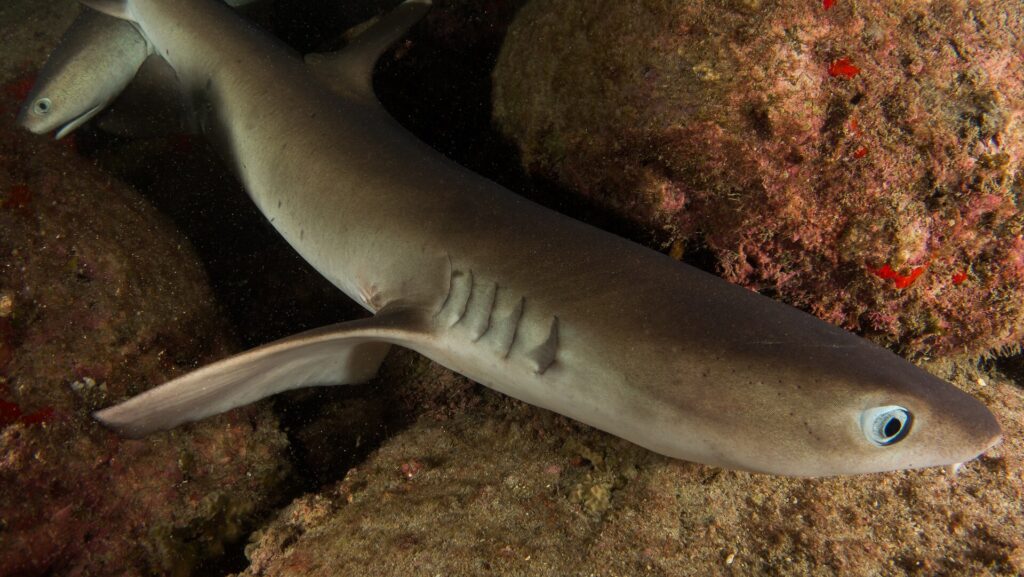Gros plan d'un requin pointes blanches de récif posé entre des rochers couverts d'encroûtements roses et rouges, l'œil clair et les fentes branchiales au premier plan, la tête d'un second requin en haut à gauche.