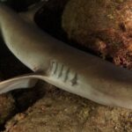 Gros plan d'un requin pointes blanches de récif posé entre des rochers couverts d'encroûtements roses et rouges, l'œil clair et les fentes branchiales au premier plan, la tête d'un second requin en haut à gauche.