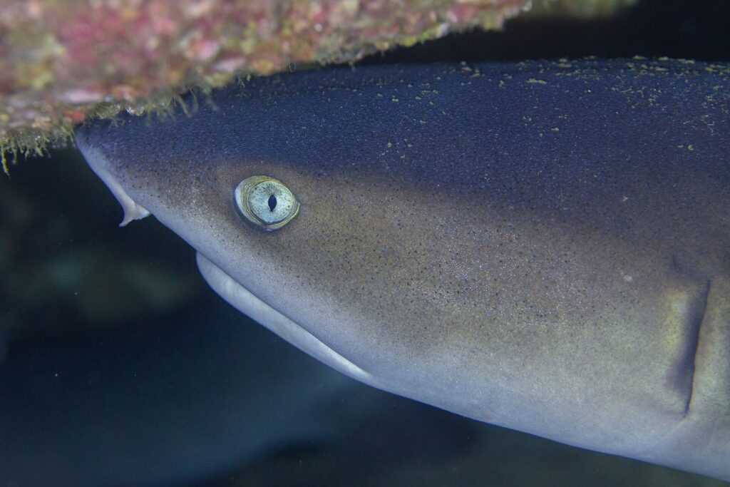 Très gros plan de la tête d'un requin pointes blanches de récif tournée vers la gauche sous un surplomb rocheux couvert d'encroûtements roses et verts, l'œil clair à pupille verticale au centre de l'image.